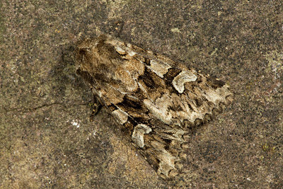 BUITEN BEELD Foto: 286705