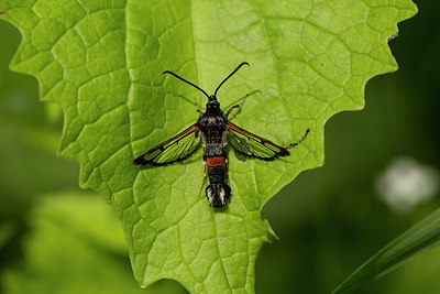 BUITEN BEELD Foto: 286708