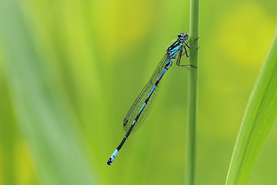 BUITEN BEELD Foto: 286709