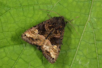 BUITEN BEELD Foto: 286715