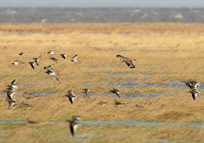 BUITEN BEELD Foto: 286720