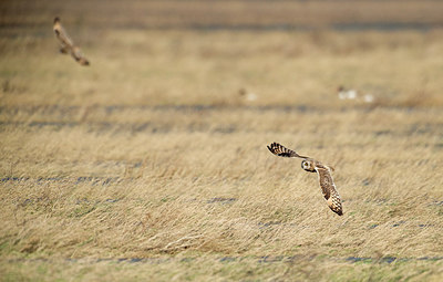 BUITEN BEELD Foto: 286723