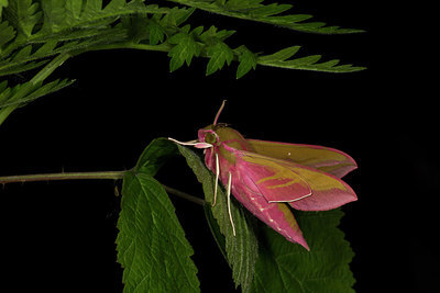 BUITEN BEELD Foto: 286733