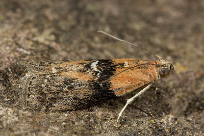 BUITEN BEELD Foto: 286734
