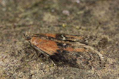BUITEN BEELD Foto: 286735