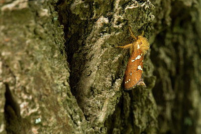 BUITEN BEELD Foto: 286745