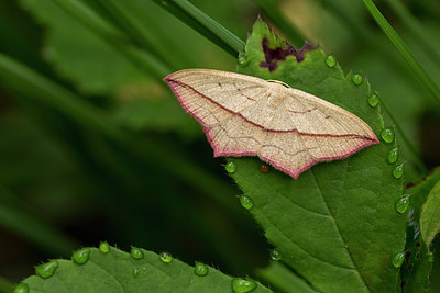 BUITEN BEELD Foto: 286746