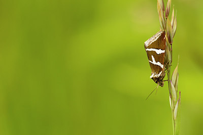 BUITEN BEELD Foto: 286748
