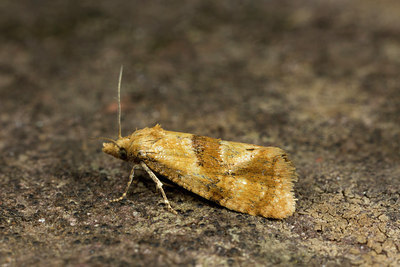 BUITEN BEELD Foto: 286753