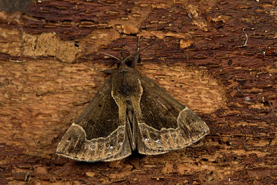 BUITEN BEELD Foto: 286757