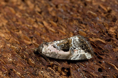 BUITEN BEELD Foto: 286765