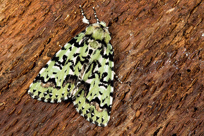 BUITEN BEELD Foto: 286771