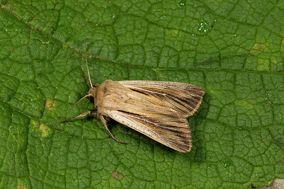 BUITEN BEELD Foto: 286773