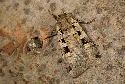 BUITEN BEELD Foto: 286775