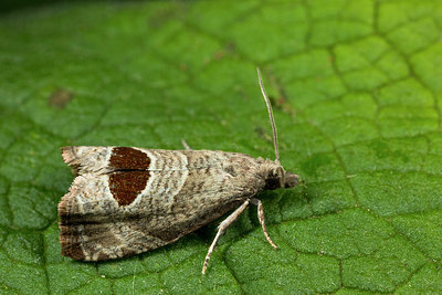 BUITEN BEELD Foto: 286787