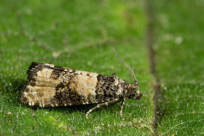 BUITEN BEELD Foto: 286802