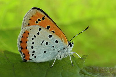 BUITEN BEELD Foto: 286811