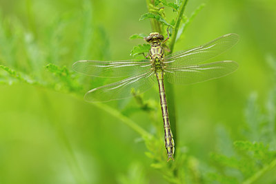 BUITEN BEELD Foto: 286820