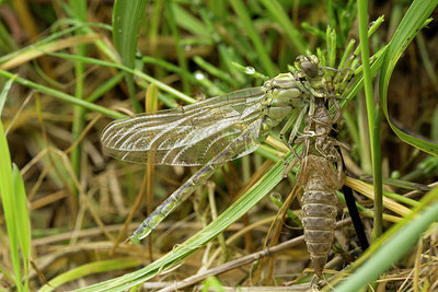 BUITEN BEELD Foto: 286821