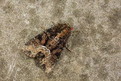 BUITEN BEELD Foto: 286834