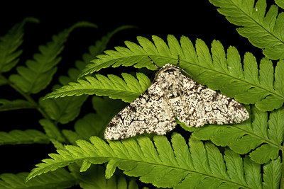 BUITEN BEELD Foto: 286839