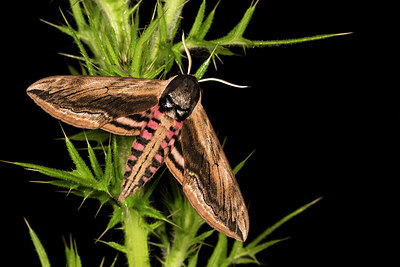 BUITEN BEELD Foto: 286841