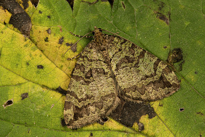 BUITEN BEELD Foto: 286842
