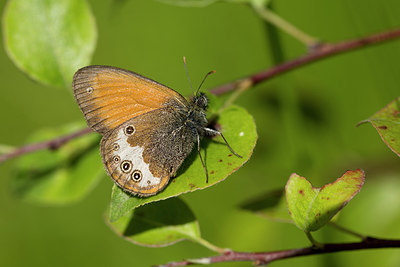 BUITEN BEELD Foto: 286846