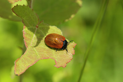 BUITEN BEELD Foto: 286847