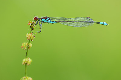 BUITEN BEELD Foto: 286849