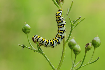 BUITEN BEELD Foto: 286853