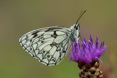 BUITEN BEELD Foto: 286860