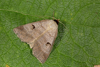 BUITEN BEELD Foto: 286862