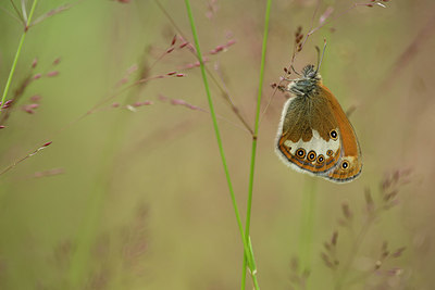 BUITEN BEELD Foto: 286868