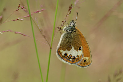 BUITEN BEELD Foto: 286870