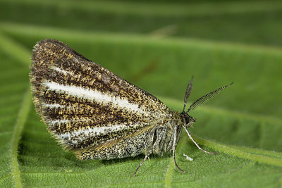 BUITEN BEELD Foto: 286876