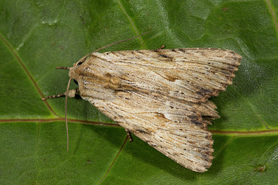 BUITEN BEELD Foto: 286880