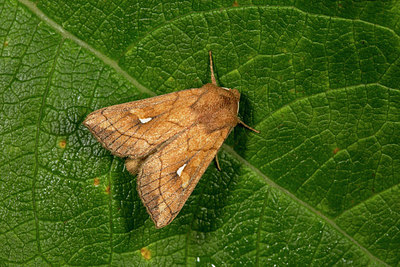 BUITEN BEELD Foto: 286888