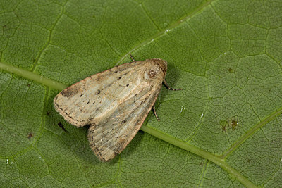 BUITEN BEELD Foto: 286890