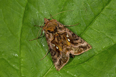 BUITEN BEELD Foto: 286892