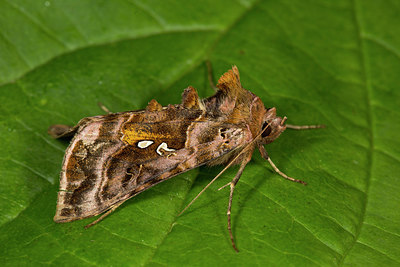 BUITEN BEELD Foto: 286894