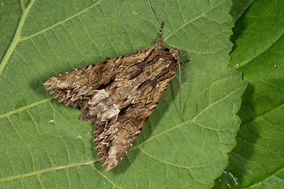 BUITEN BEELD Foto: 286896