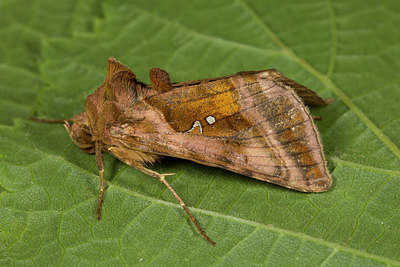 BUITEN BEELD Foto: 286898