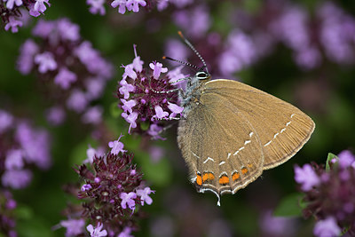 BUITEN BEELD Foto: 286902