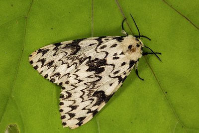 BUITEN BEELD Foto: 286903