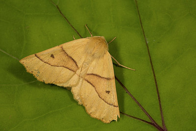 BUITEN BEELD Foto: 286915