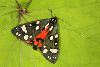 BUITEN BEELD Foto: 286935