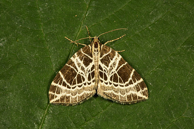 BUITEN BEELD Foto: 286945