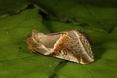 BUITEN BEELD Foto: 286956
