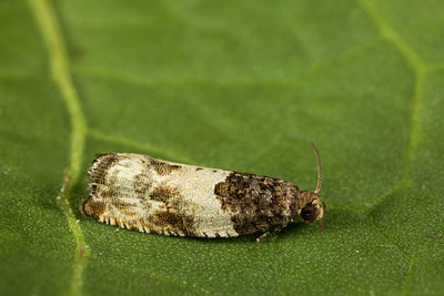 BUITEN BEELD Foto: 286982